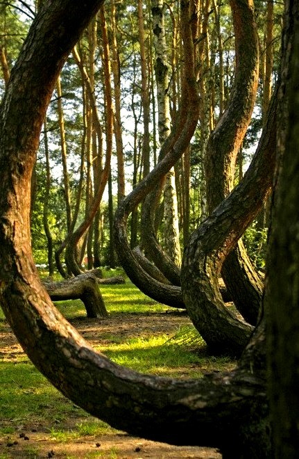 The Crooked Forest, Poland