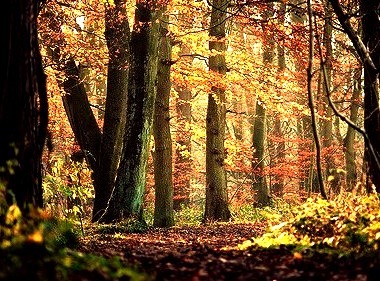 Primeval Forest,  Skipton Woods, England