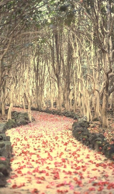 Flowered Petals Path, Hagi, Japan