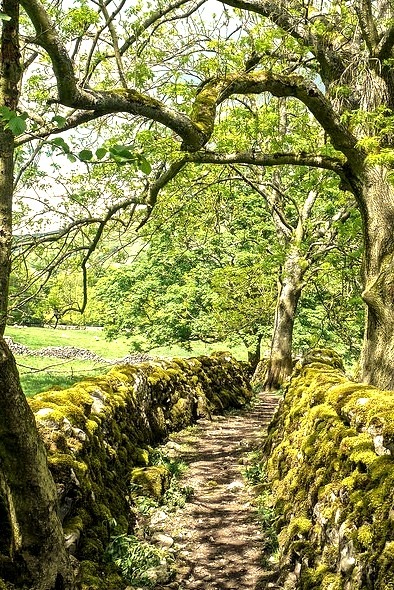 Track near Starbotton, Yorkshire Dales / England
