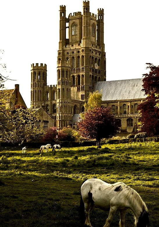 White horses at Ely Cathedral / England